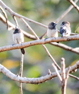 birds in a tree