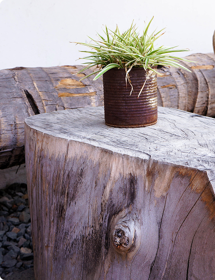 Tree Stump Side Image