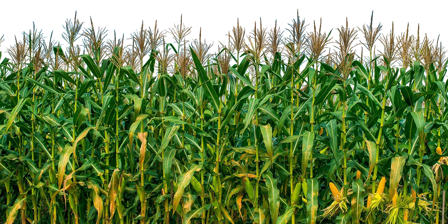 Development Place Image